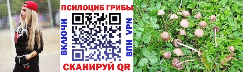 Купить где  Видное  Псилоцибиновые грибы мицелий 